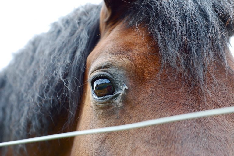 Is Glue Made from Horses? Glue Things