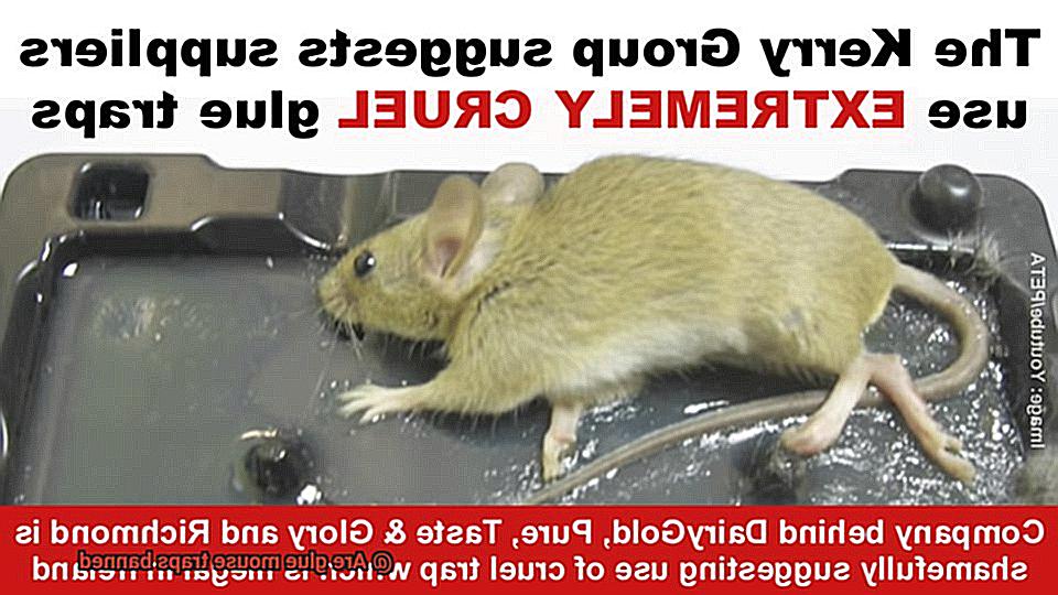 Are glue mouse traps banned-7