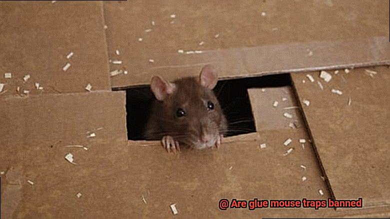 Are glue mouse traps banned-8