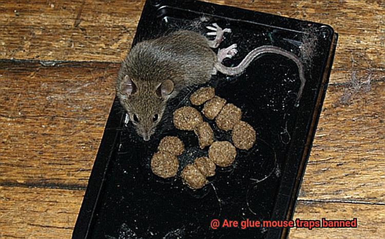 Are glue mouse traps banned-9