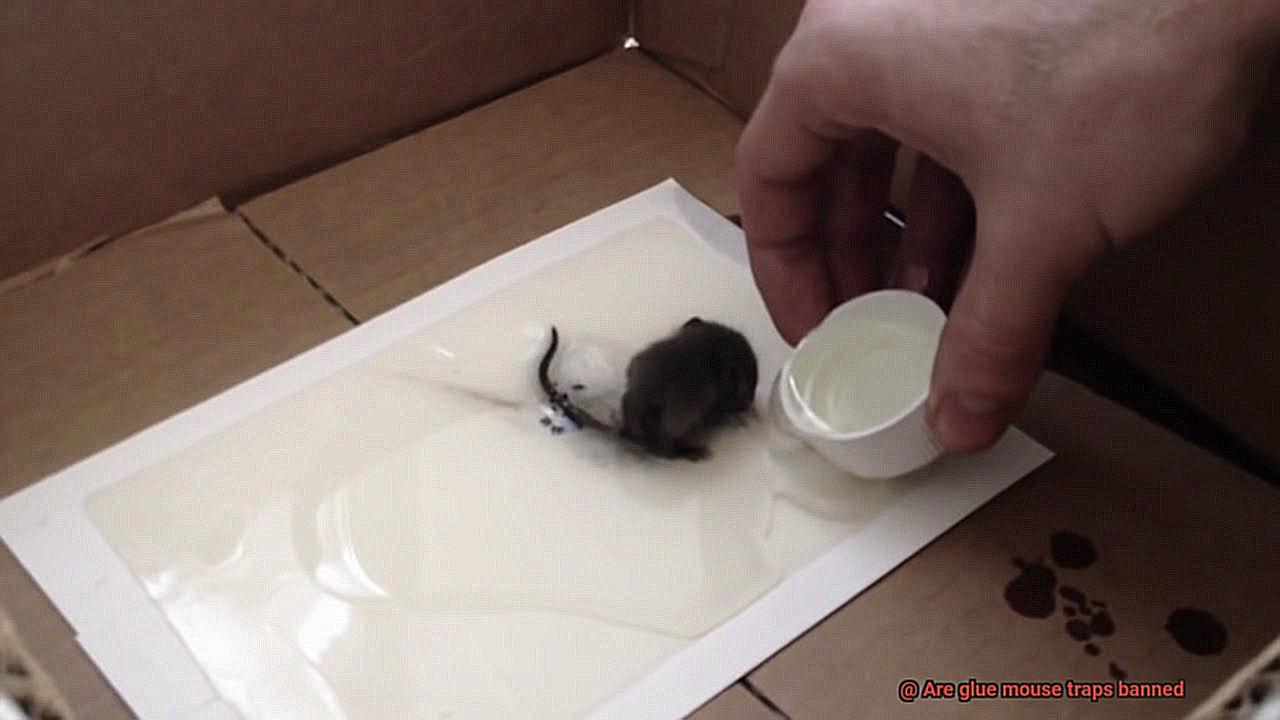 Are glue mouse traps banned-2