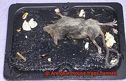 Are glue mouse traps banned-11