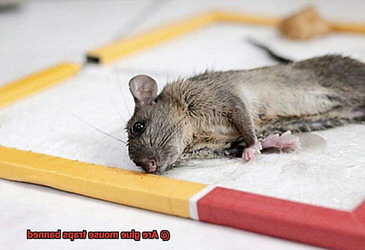 Are glue mouse traps banned-5