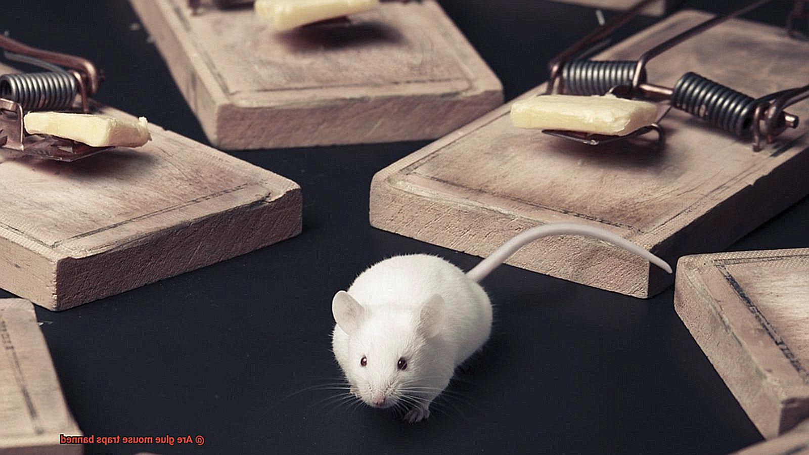 Are glue mouse traps banned-4