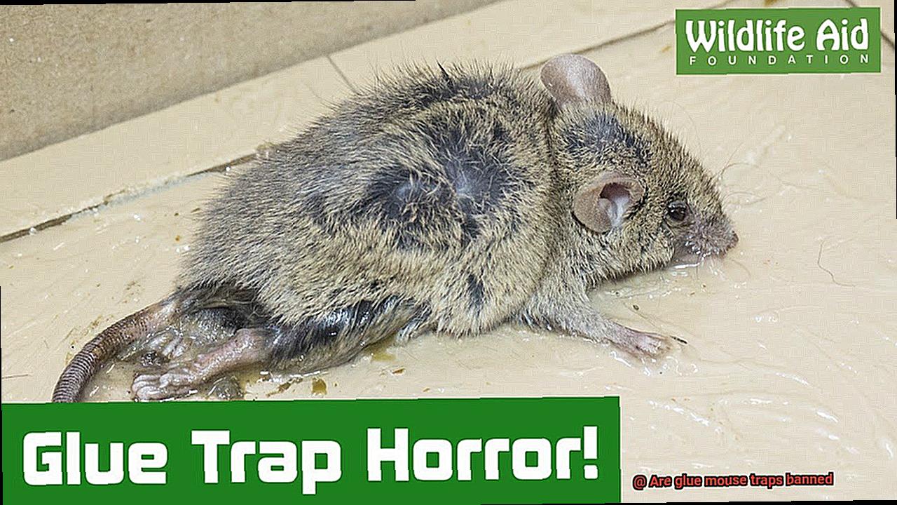 Are glue mouse traps banned-3