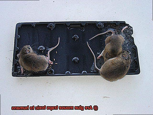 Are glue mouse traps toxic to humans-3