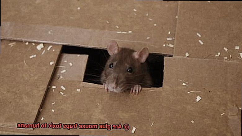 Are glue mouse traps toxic to humans-9