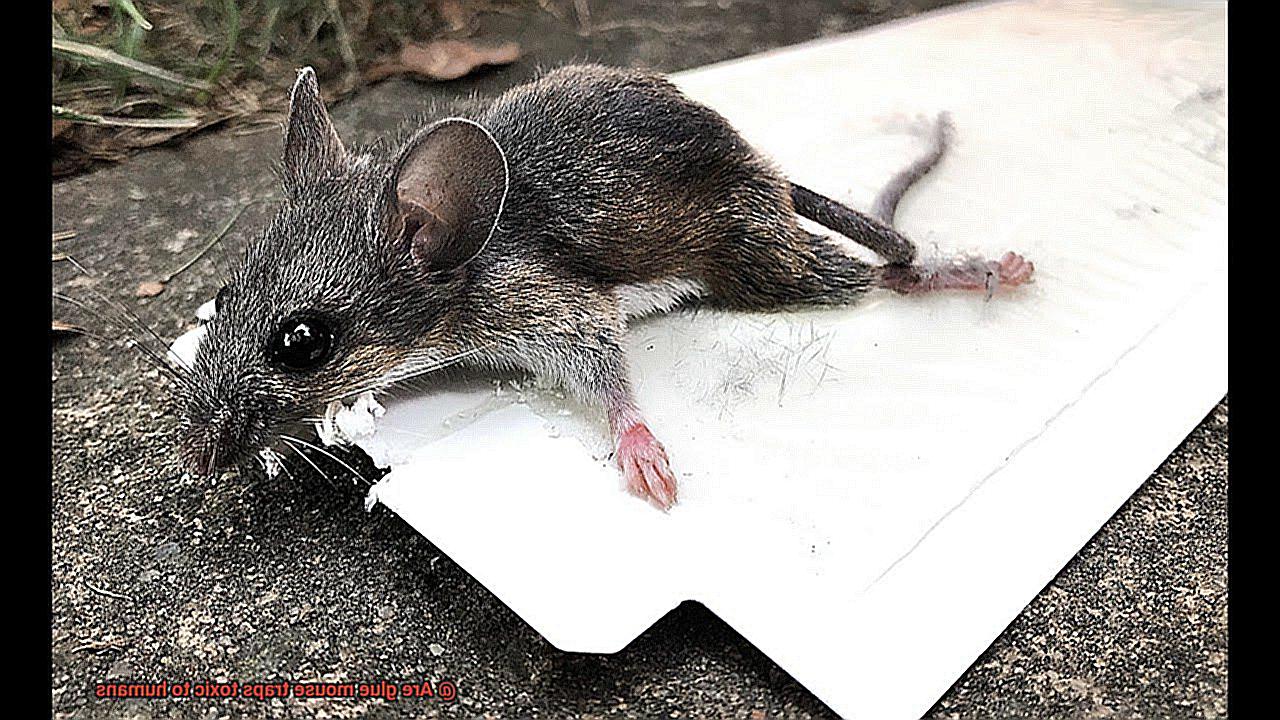 Are glue mouse traps toxic to humans-11