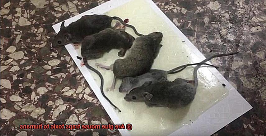 Are glue mouse traps toxic to humans-8