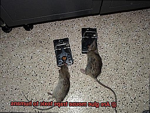 Are glue mouse traps toxic to humans-4