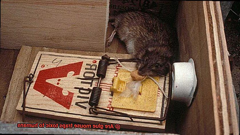 Are glue mouse traps toxic to humans-5