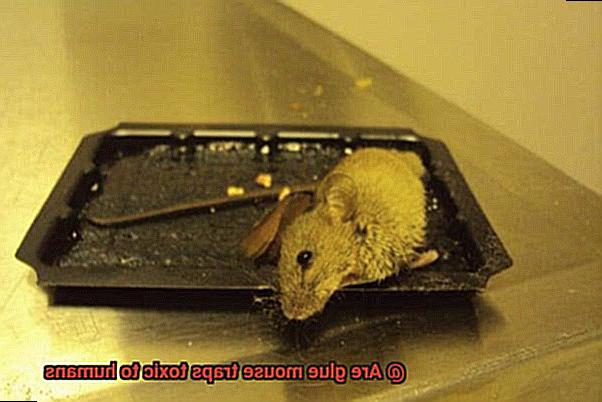 Are glue mouse traps toxic to humans-7