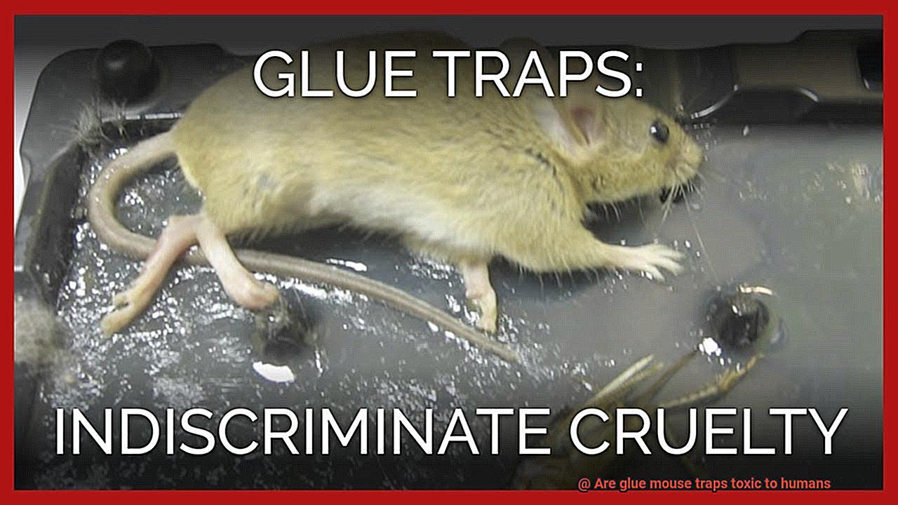 Are glue mouse traps toxic to humans-12