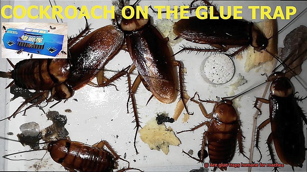 Are glue traps humane for roaches-4