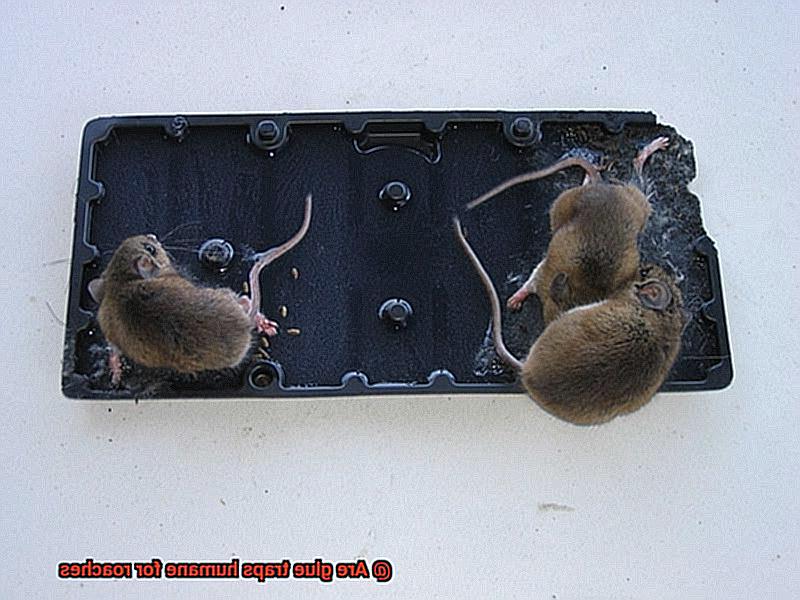 Are glue traps humane for roaches-6