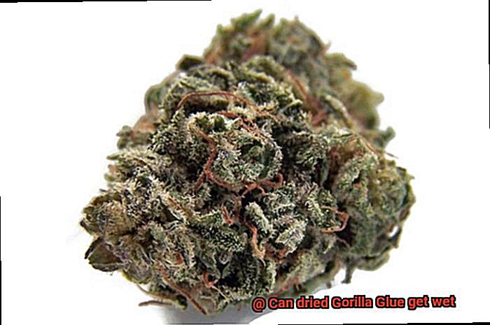 Can dried Gorilla Glue get wet-4