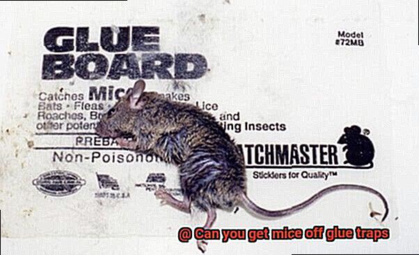 Can you get mice off glue traps-3