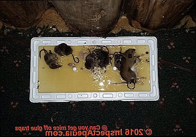 Can you get mice off glue traps-4