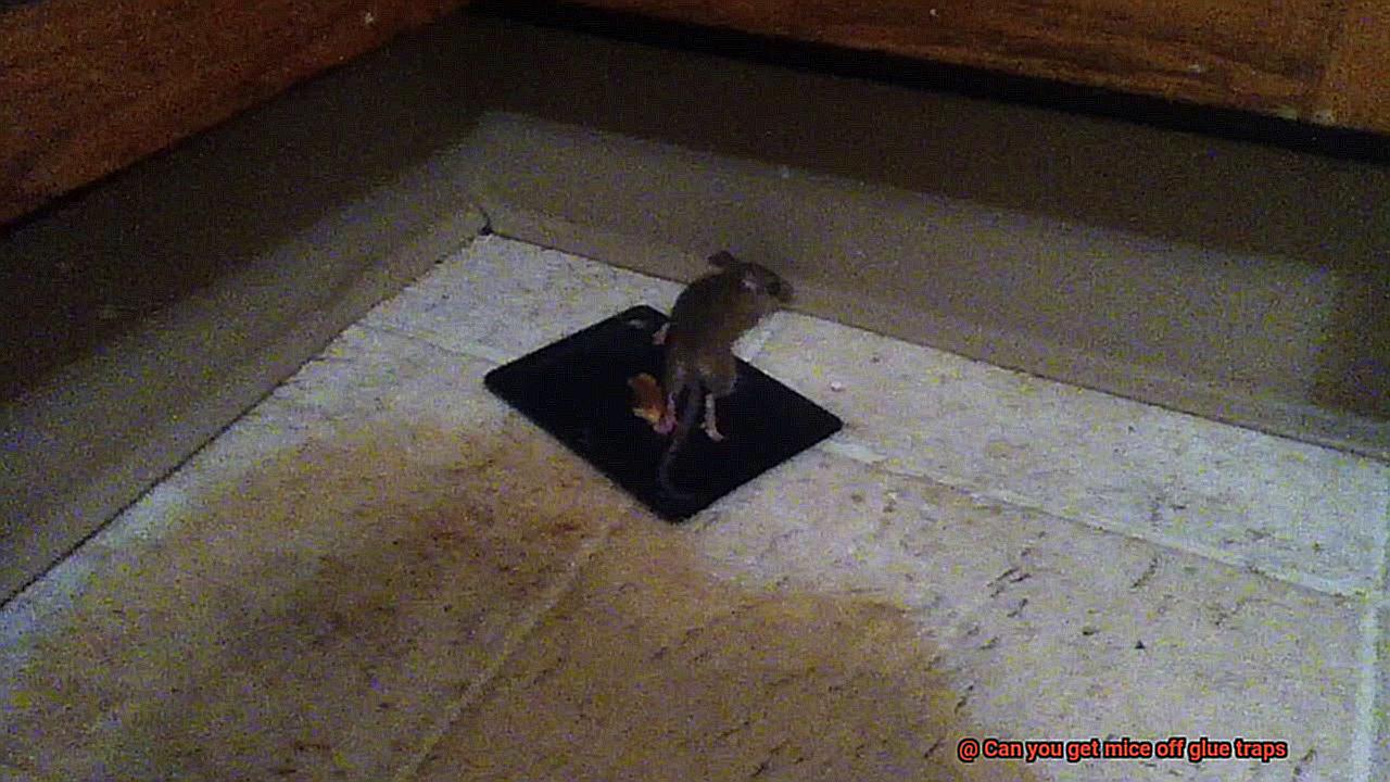 Can you get mice off glue traps-10