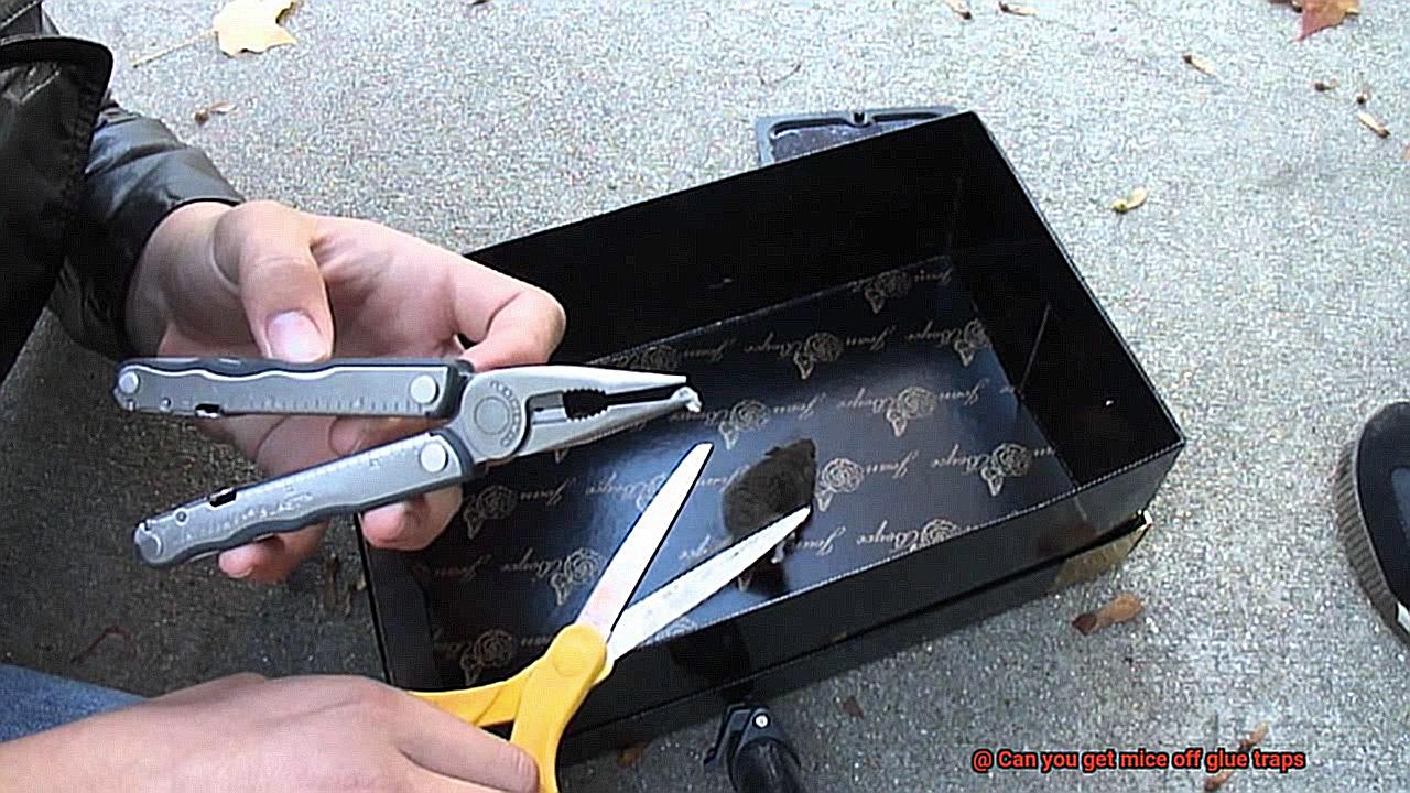 Can you get mice off glue traps-6