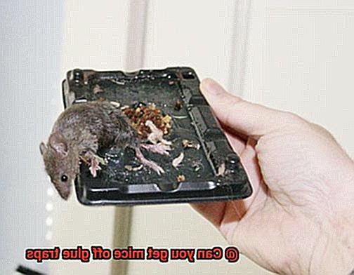 Can you get mice off glue traps-7