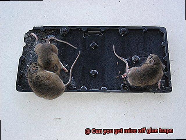 Can you get mice off glue traps-11