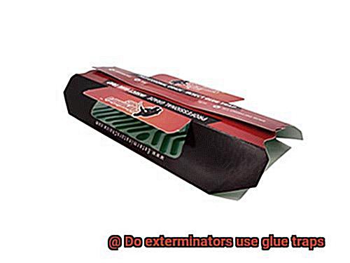 Do exterminators use glue traps-3