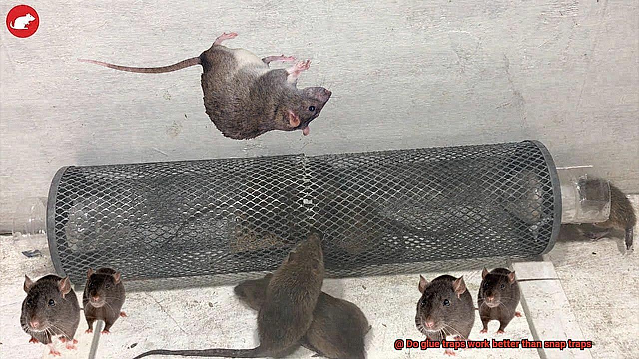 Do glue traps work better than snap traps-3