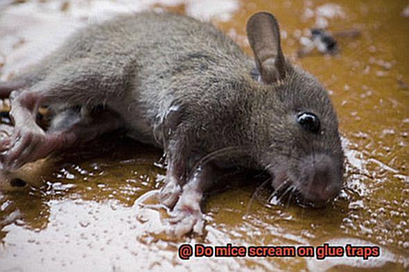 Do mice scream on glue traps-2