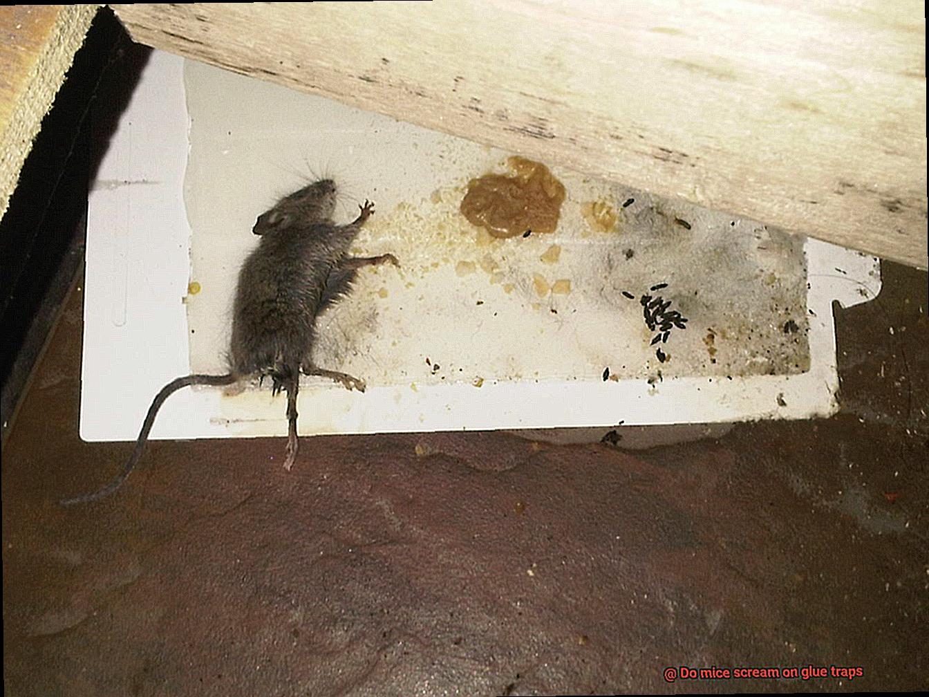 Do mice scream on glue traps-3