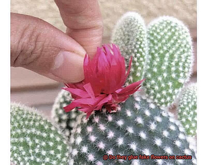 Do they glue fake flowers on cactus-2