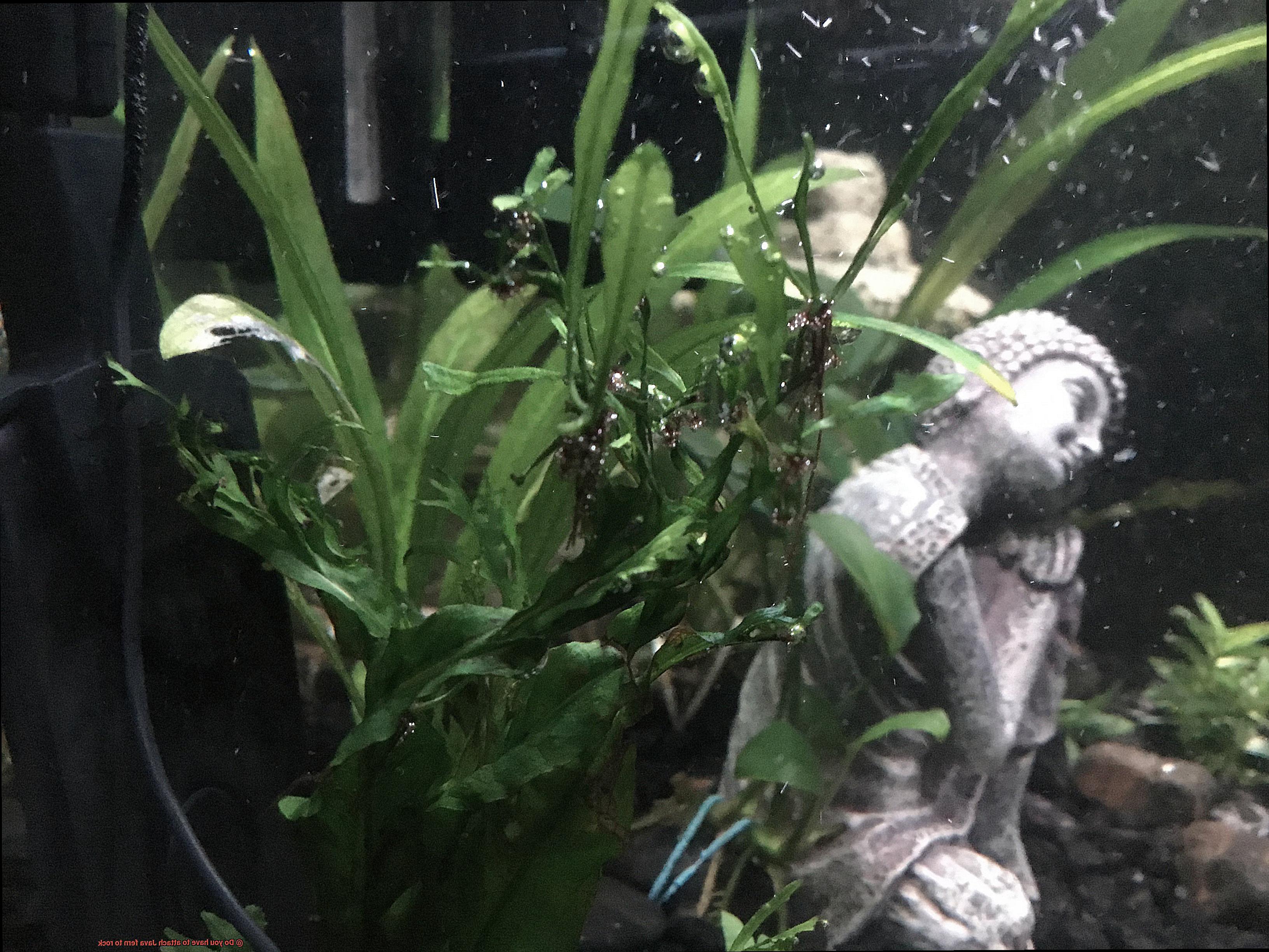 Do you have to attach Java fern to rock-5