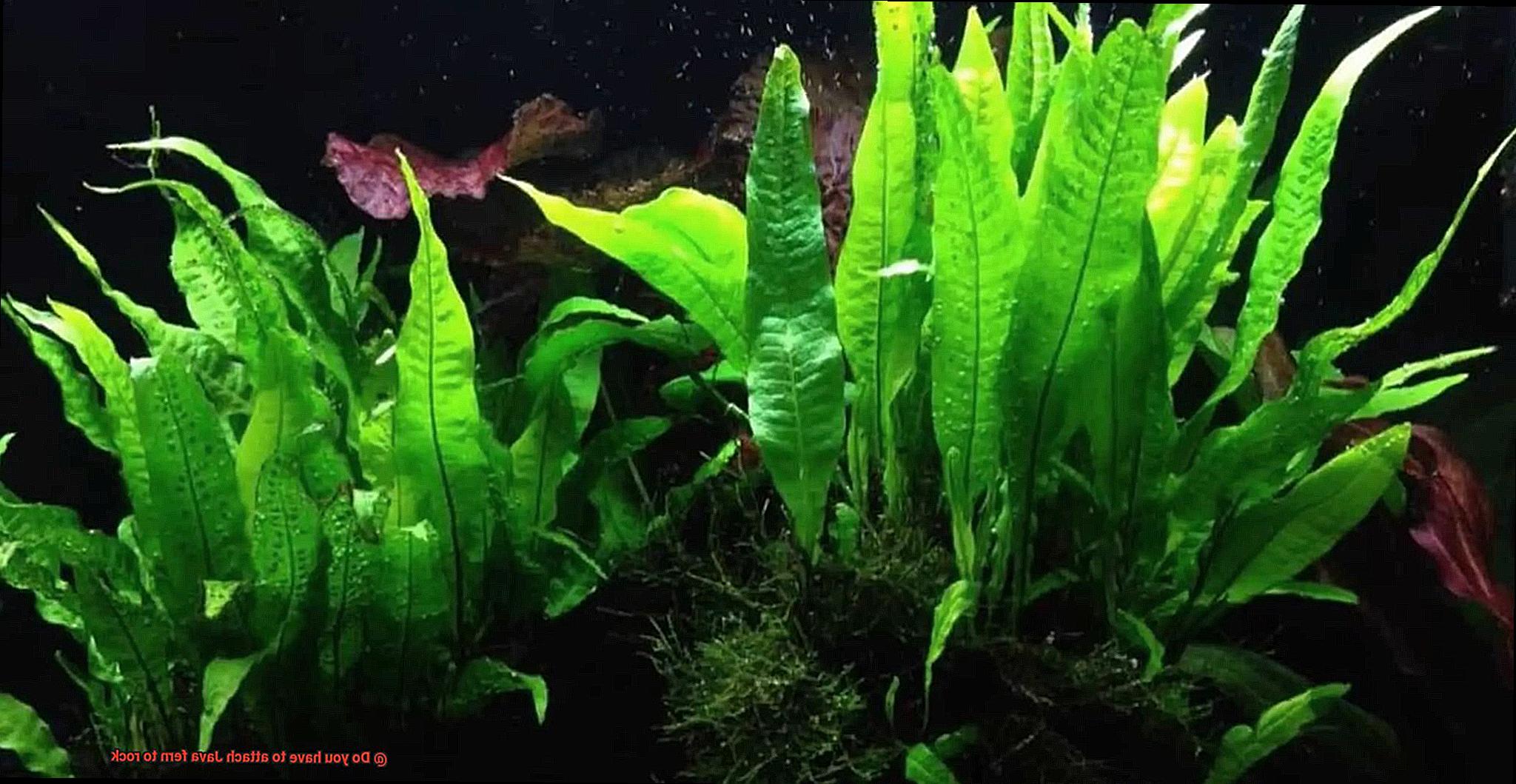 Do you have to attach Java fern to rock-3