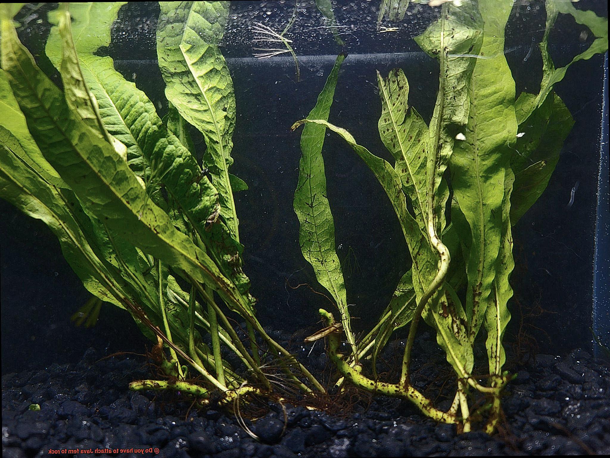 Do you have to attach Java fern to rock-4