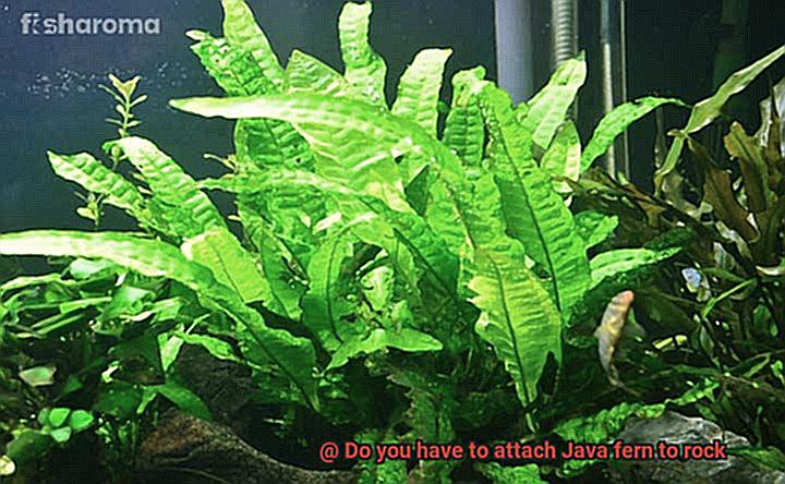 Do you have to attach Java fern to rock-6