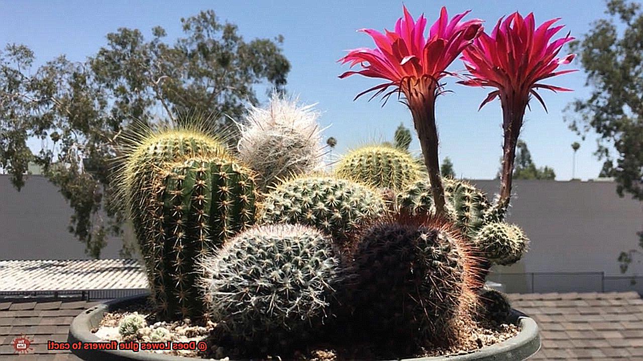 Does Lowes glue flowers to cacti-4