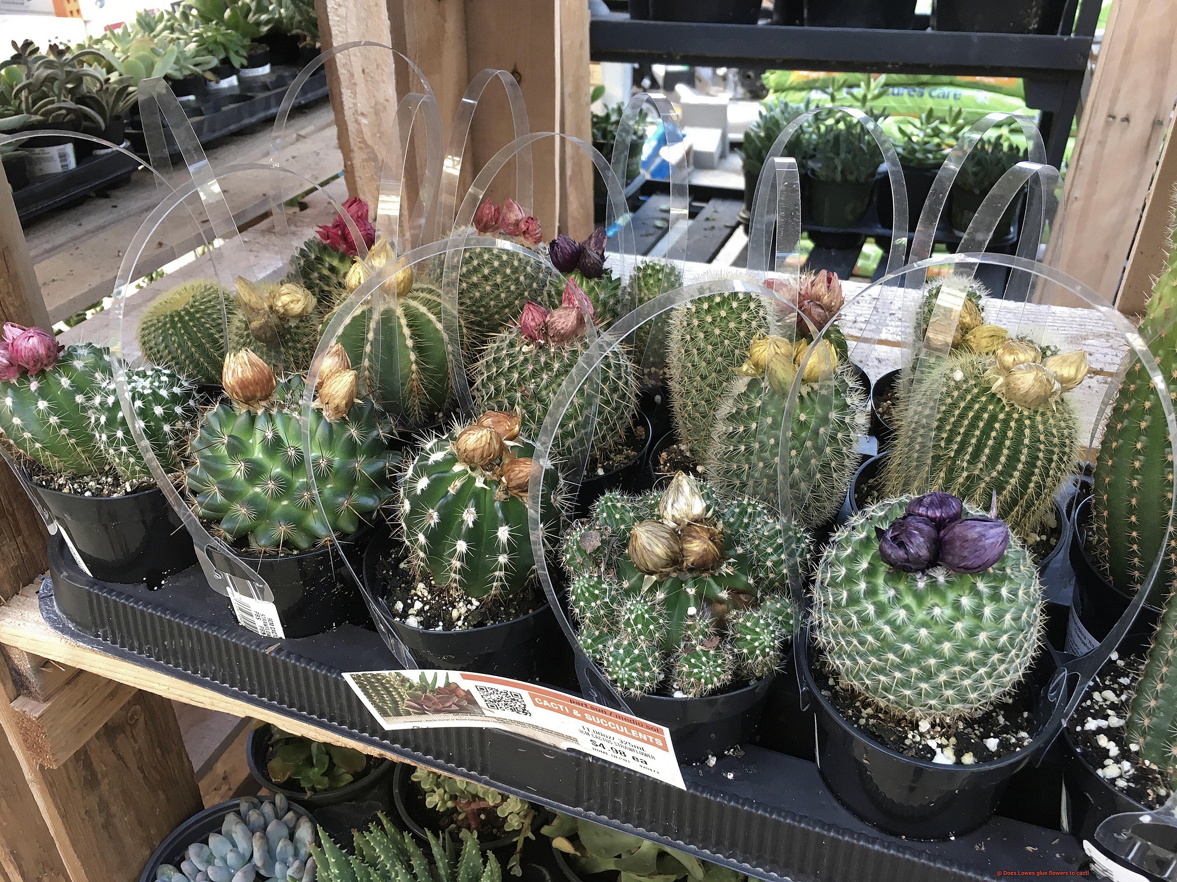 Does Lowes glue flowers to cacti-6