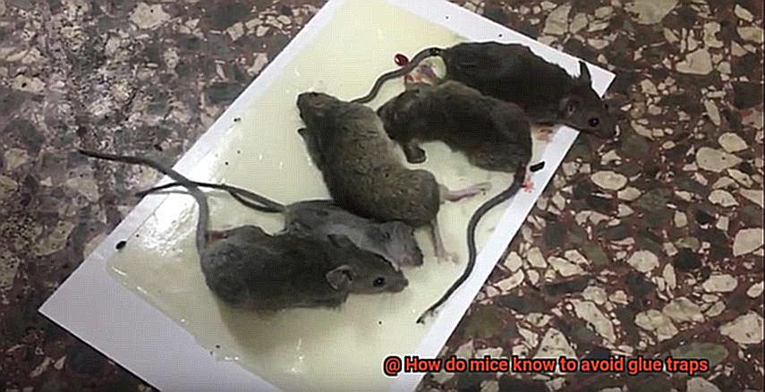 How do mice know to avoid glue traps-5
