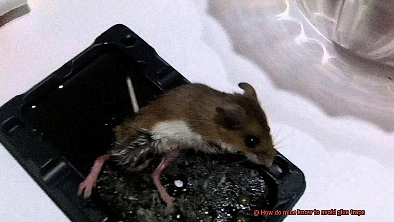 How do mice know to avoid glue traps-3