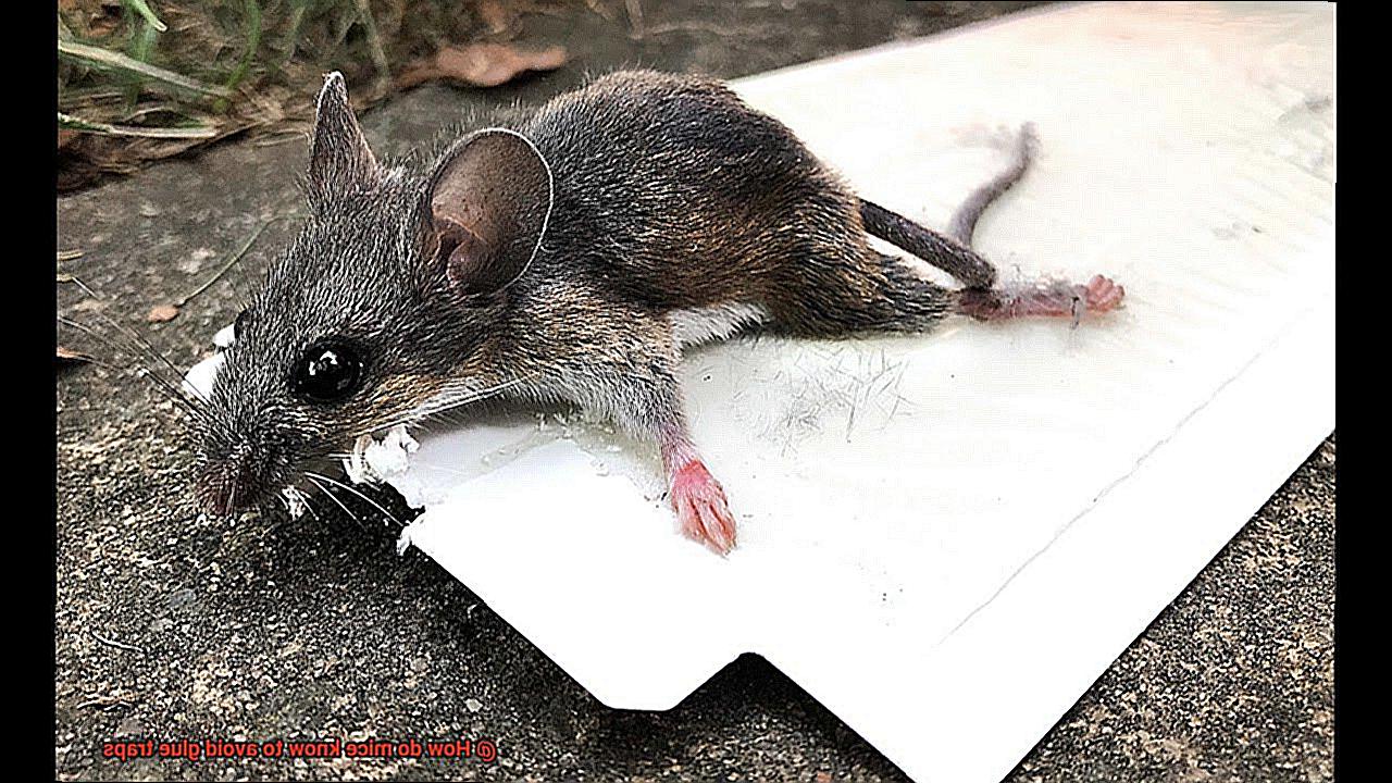 How do mice know to avoid glue traps-2