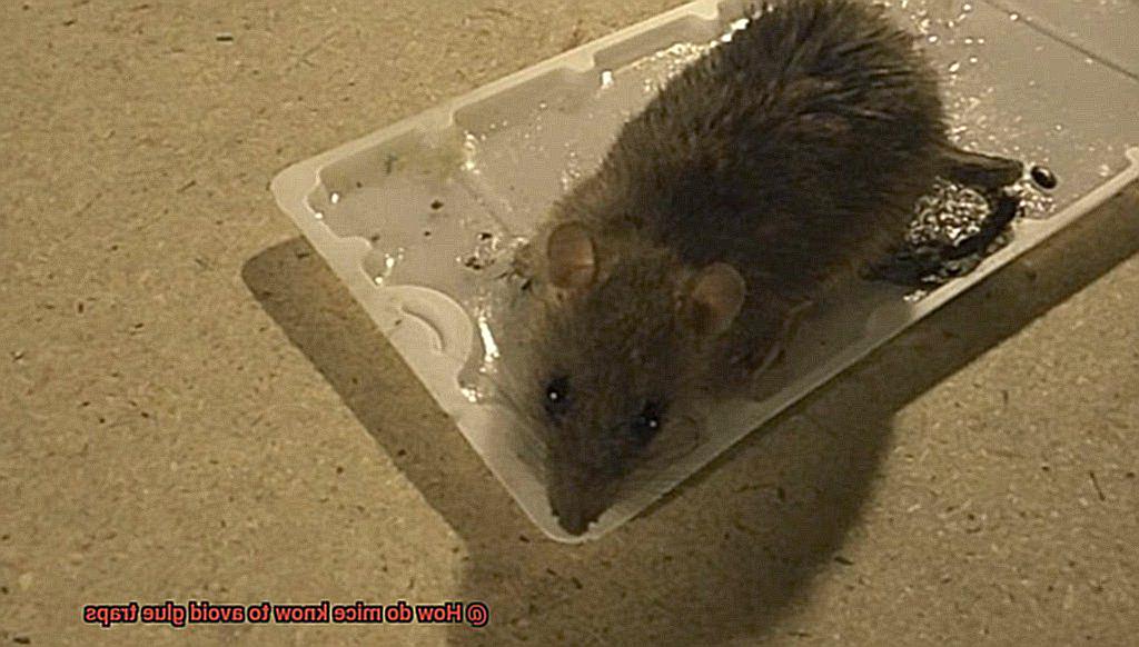 How do mice know to avoid glue traps-4