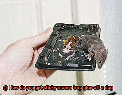How do you get sticky mouse trap glue off a dog-7
