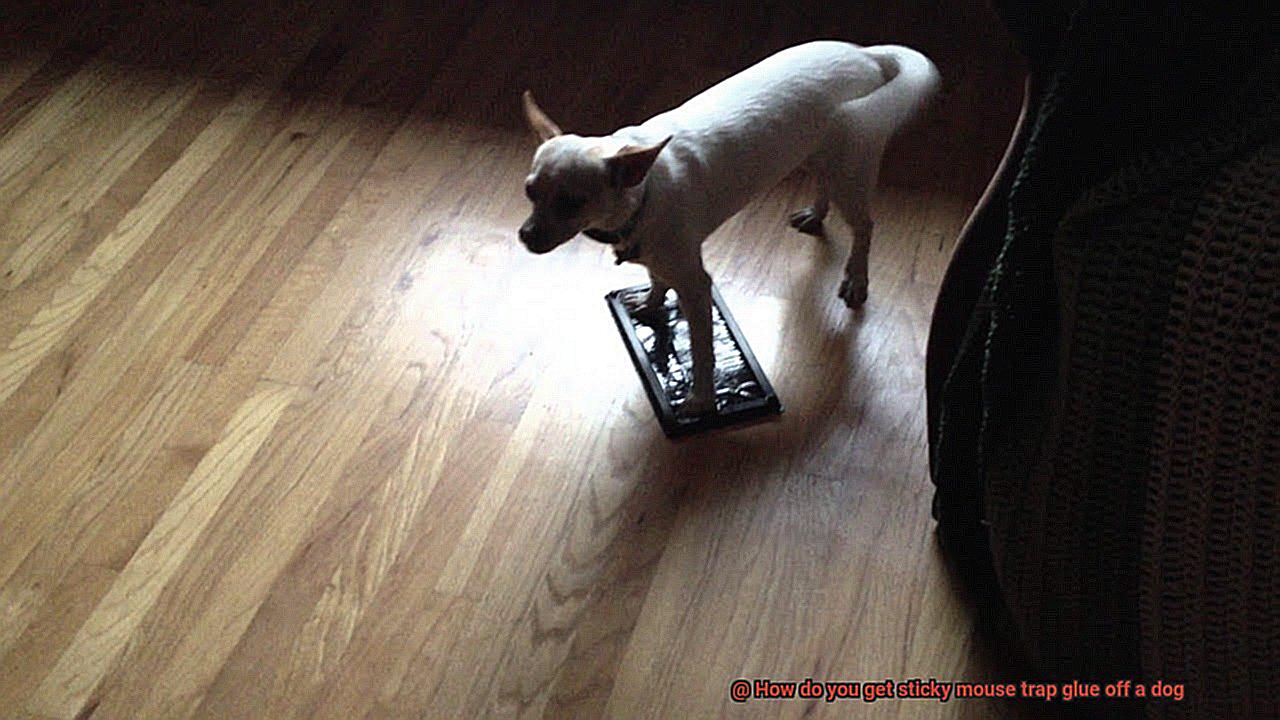 How do you get sticky mouse trap glue off a dog-4