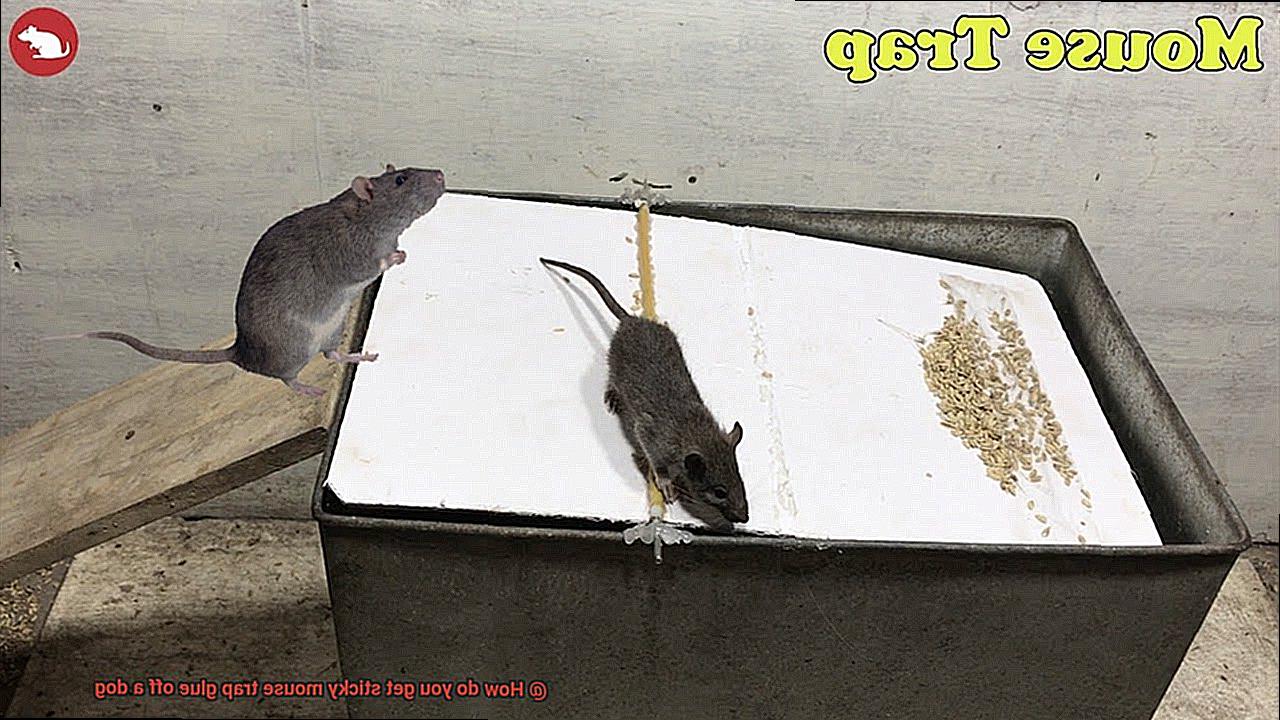 How do you get sticky mouse trap glue off a dog-2