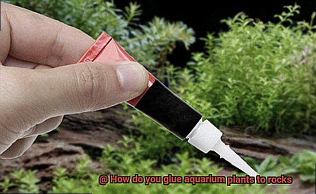 How do you glue aquarium plants to rocks-4