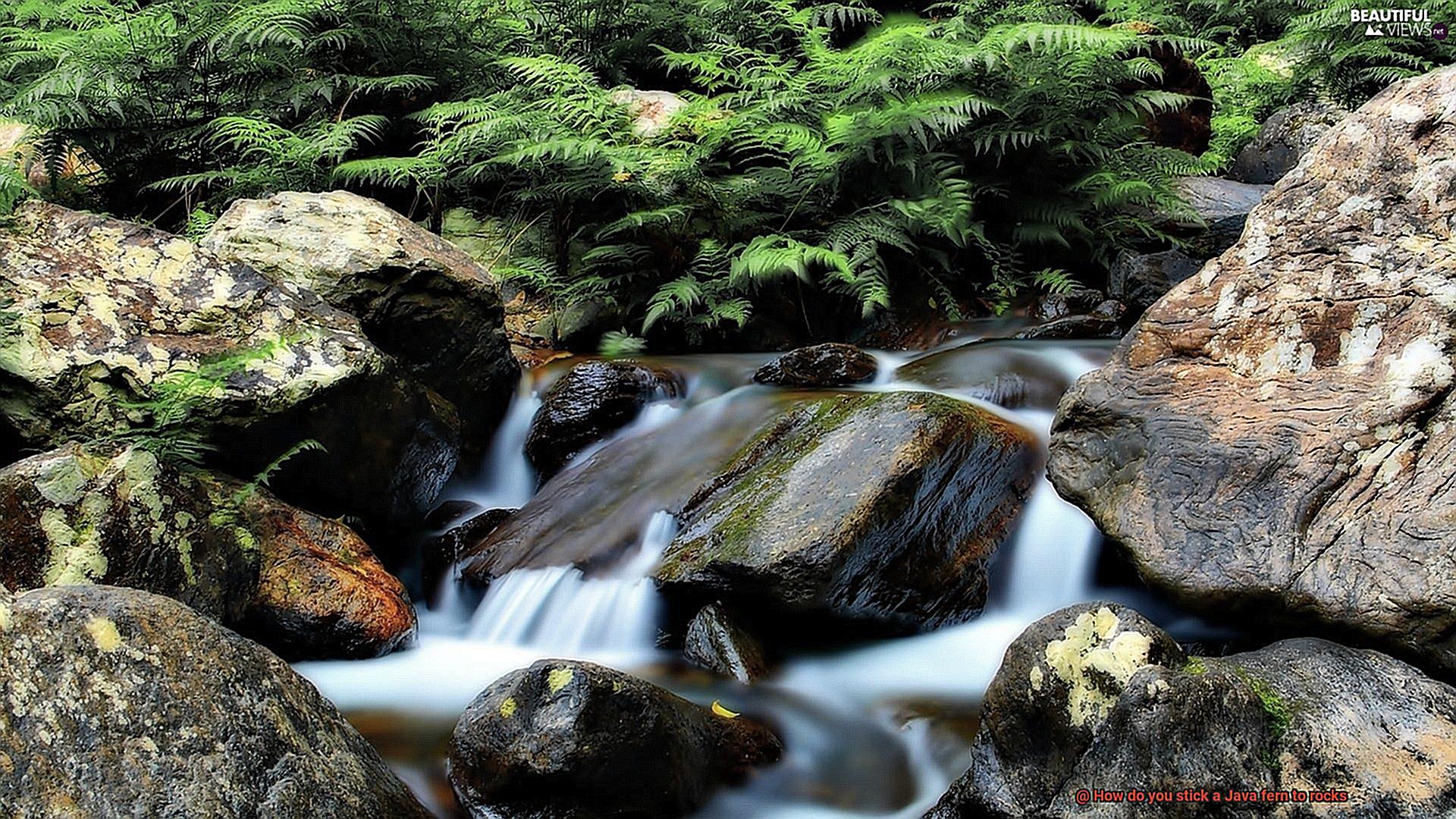 How do you stick a Java fern to rocks-2