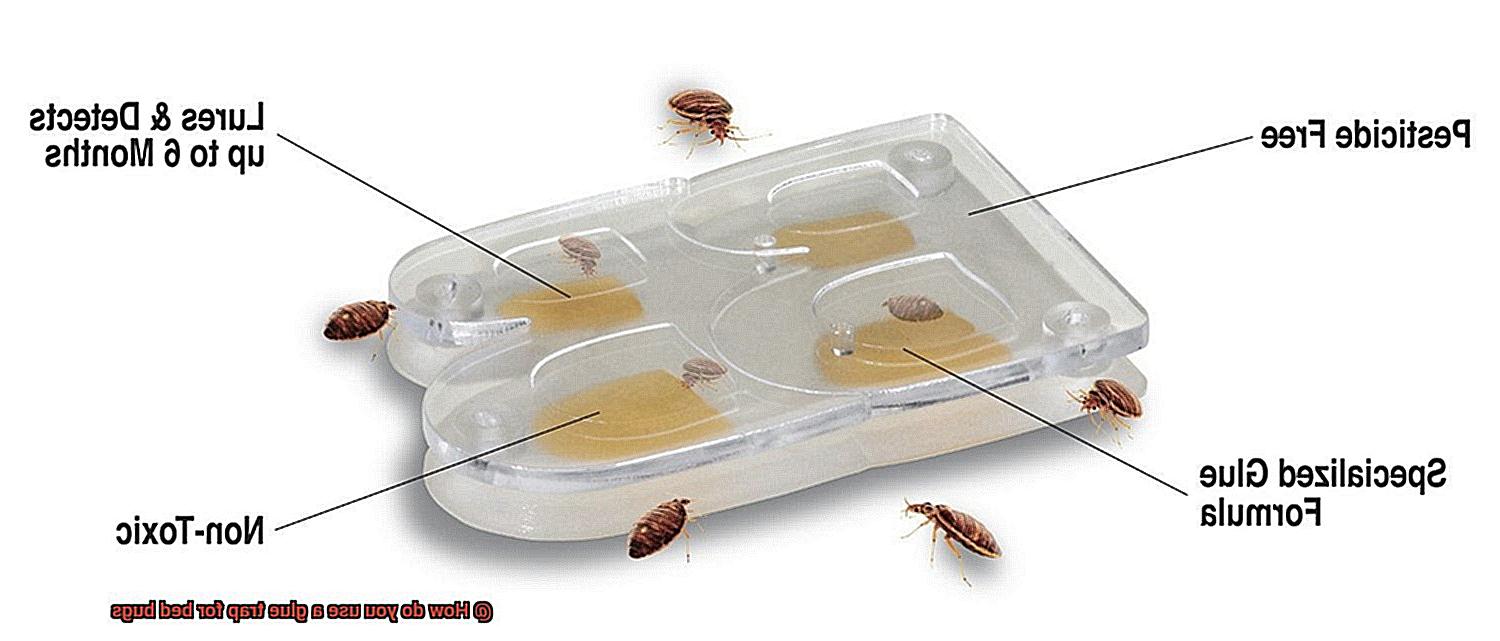 How do you use a glue trap for bed bugs-4