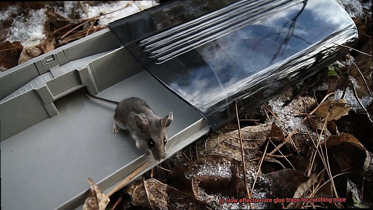 How effective are glue traps for catching mice-3