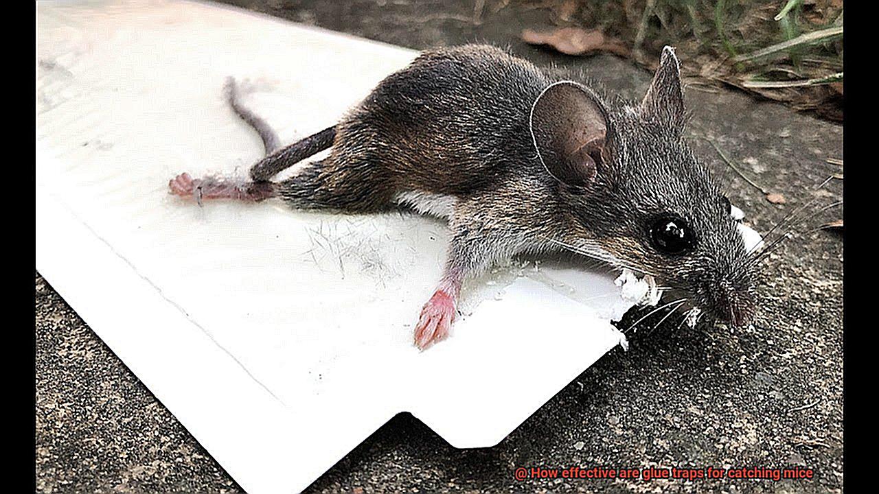 How effective are glue traps for catching mice-2