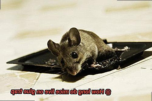 How long do mice live on glue trap-4